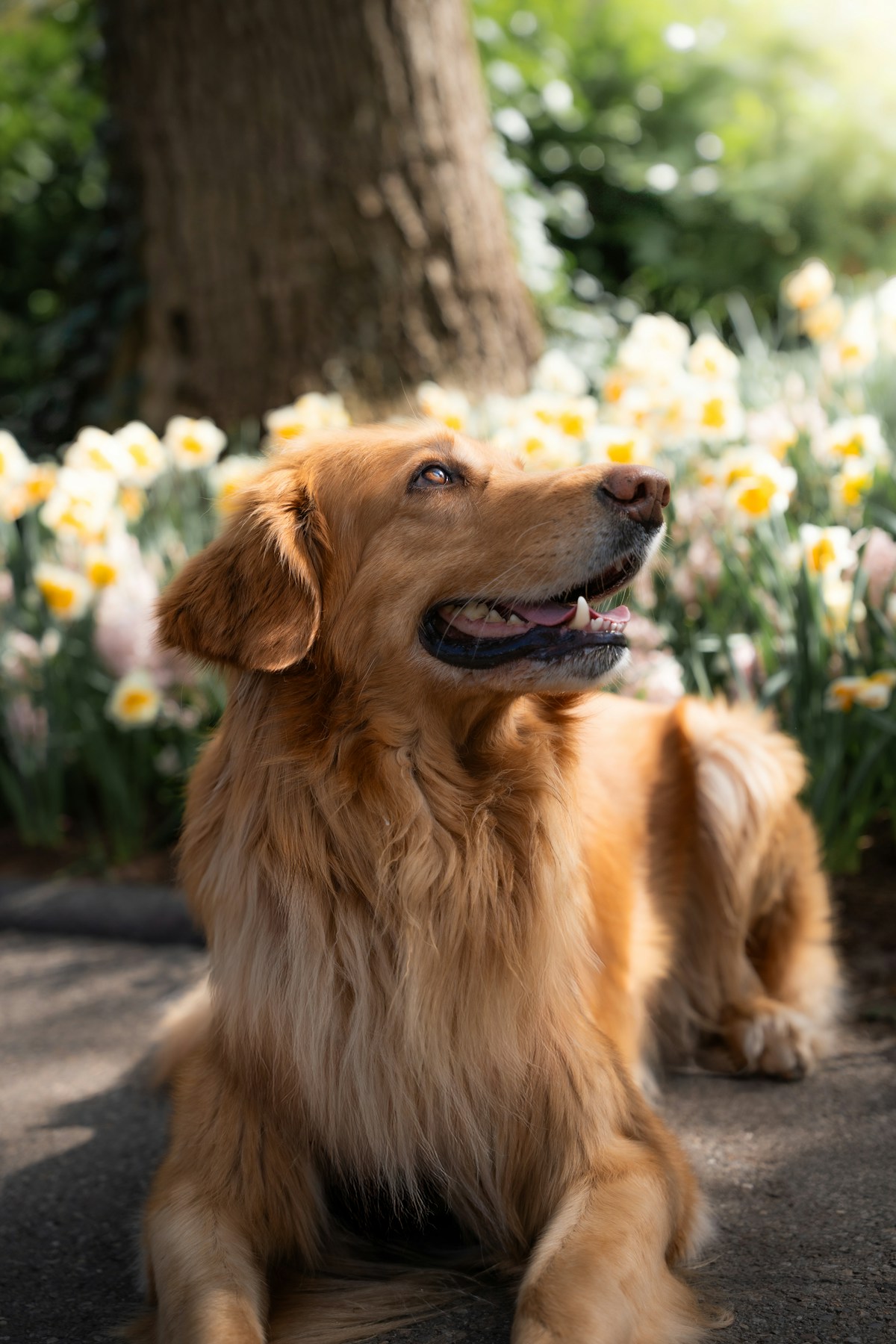 Golden retriever resting in a garden beside ivory flowers